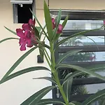Habitacion Principal En Mazatlan